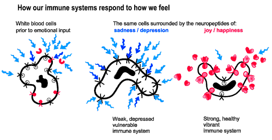 Immune system